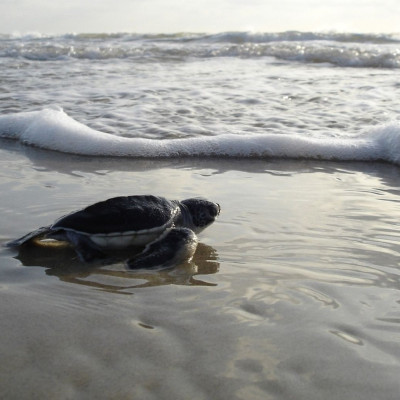 Φοβερό βίντεο: Χιλιάδες θαλάσσια χελωνάκια ξεκινούν το ταξίδι της ζωής (video)