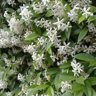 Είναι αυτή η ωραιότερη μυρωδιά ever; Ναι είναι και μπορείς να τη φορέσεις...