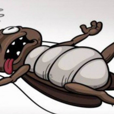 Κατσαρίδες «τέλος»: Πώς θα τις εξοντώσετε με τρία απλά υλικά