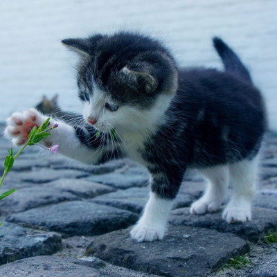 Δείτε το γλυκό γατάκι που γεννήθηκε με δύο κεφάλια (video)