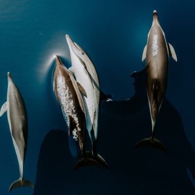 Ο άνθρωπος που χτυπάει ζώο δεν είναι άνθρωπος