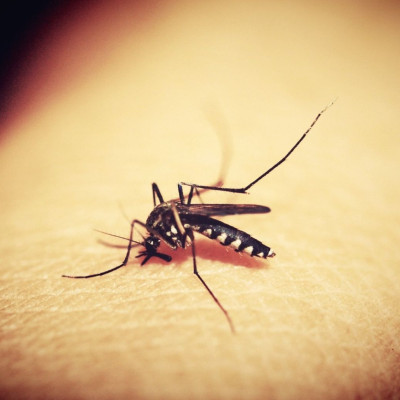 Αυτό είναι το μυστικό για να μην σε πλησιάζουν τα κουνούπια (photos)