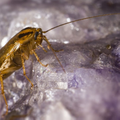 Έτσι θα διώξετε κατσαρίδες και κουνούπια από το σπίτι με φυσικό εντομοαπωθητικό (video)