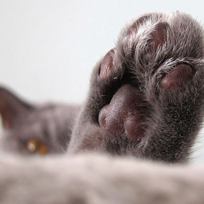 Δείτε την πιο «θλιμμένη» γάτα στον κόσμο (photos)