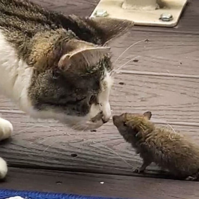 Μία ξεχωριστή φιλία: Γάτα κάθεται μαζί με ποντίκι (video)