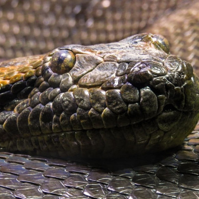 Άκουσαν θόρυβο στο μπάνιο - Τρελάθηκαν μόλις είδαν τεράστιο πύθωνα (video)