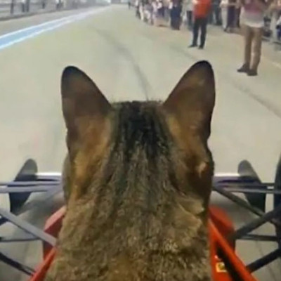 Γάτα έγινε «πιλότος» σε μονοθέσιο της Formula 1 (video)