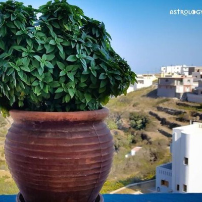 Είδες στο όνειρό σου βασιλικό;