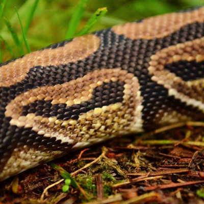 Απίστευτο: Κοιμόταν με μία κόμπρα στο παντελόνι του - Δείτε τι συνέβη (video)