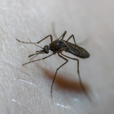 Το απόλυτο κόλπο για να διώξετε μακριά τα κουνούπια (video)