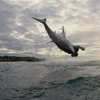 Μαγική εικόνα! Τεράστιος λευκός καρχαρίας πηδάει 4,5 μέτρα έξω από το νερό (video)