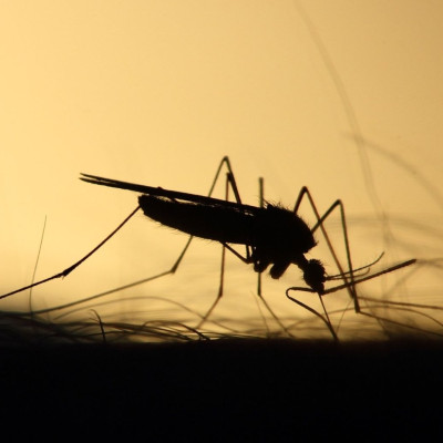 Κουνούπια «τέλος»: Πώς δεν θα σας ξανά τσιμπήσουν ποτέ! (photos)