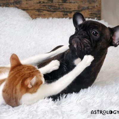Αυτά είναι τα ζευγάρια ζωδίων που τρώγονται σαν τον σκύλο με τη γάτα!