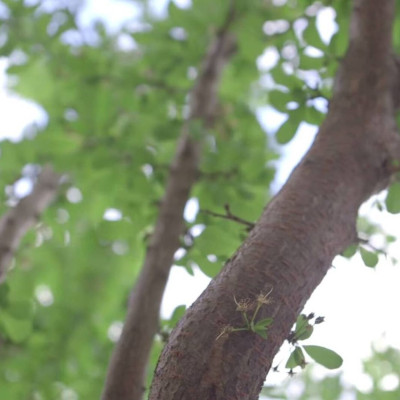 Το πιο «τρελό» δέντρο στη Γη - Παράγει 40 διαφορετικά φρούτα! (video)