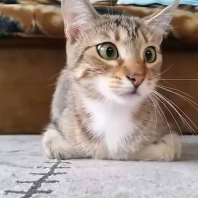 Βίντεο: Γάτα βλέπει θρίλερ – Δεν υπάρχουν οι αντιδράσεις της