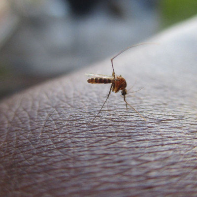 Τα φυτά που έχουμε σπίτι και διώχνουν μακριά τα κουνούπια (photos)