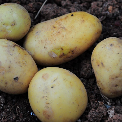 Έσπασε η λάμπα και κάρφωσε πάνω της μία πατάτα! (video)