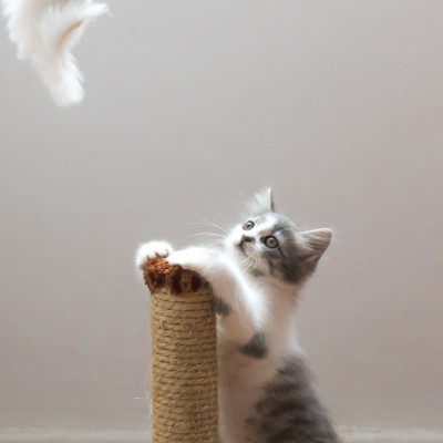 Κι όμως, υπάρχουν 5 είδη ανθρώπων με γάτες