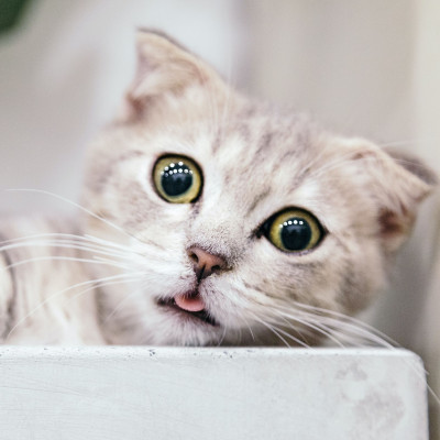 6 περίεργα facts για τα ζώα που θα σε κάνουν να τα λατρέψεις περισσότερο