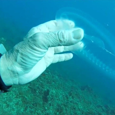 Δύτης πιάνει πρώτη φορά ψάρι «φάντασμα» και δεν το πιστεύει (vid)