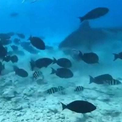 Η απίστευτη στιγμή που καρχαρίας κατασπαράζει μεγάλο ψάρι μπροστά σε δύτες (vid)