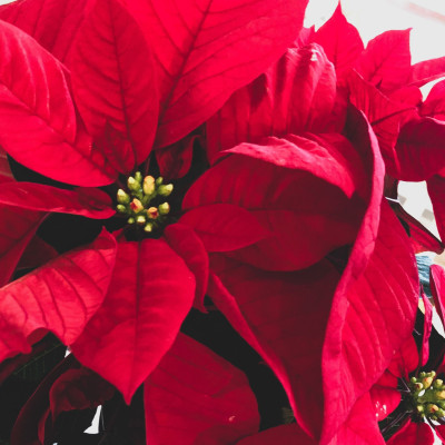 Αλεξανδρινά: Πώς θα φτιάξεις τα κλασικά κόκκινα λουλούδια με χαρτί