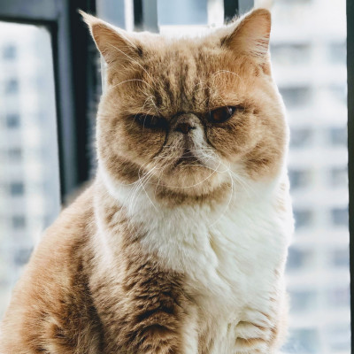 Τι να θέλει η γάτα σου να σου πει; Υπάρχει εφαρμογή για να την καταλάβεις