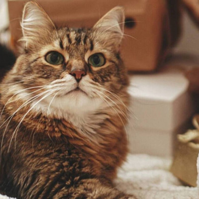 Κορονοϊός: «Βόμβα» επιστημόνων - Πρέπει να εμβολιαστούν σκύλοι και γάτες κατά του ιού