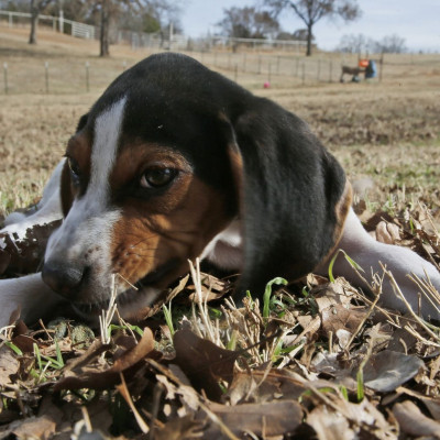«Κανένα ζώο αδέσποτο, κανένα κακοποιημένο»: Τι προβλέπει το νέο νομοσχέδιο για τα ζώα