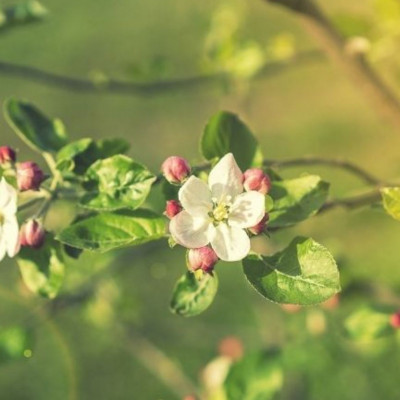 Ζώδια Σήμερα 20/03: Ο Ήλιος λίγο το στόμα του άνοιξε κι ευθύς μύρισε άνοιξη!