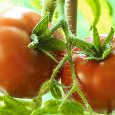 Ντομάτα: Θερμίδες + 7 σημαντικά οφέλη για την υγεία (εικόνες)