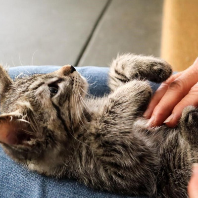 Τι πρέπει να κάνεις αν αναλάβεις να περιθάλψεις ένα γατάκι από τις φωτιές