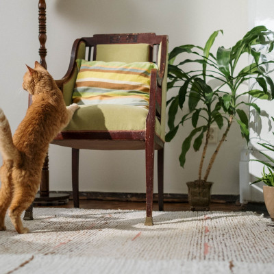 Φτιάχνεις το φοιτητικό σου σπίτι; Τον φίκο μην ξεχάσεις #ισχύει
