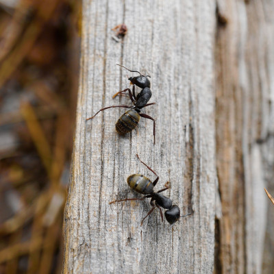Παντού μυρμήγκια! 4 τρόποι να τα κρατήσεις μακριά (video)