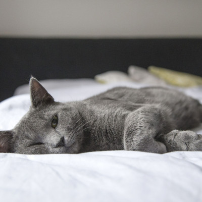 Φοιτητικό σπίτι: 3 τρόποι να κάνεις τη γάτα σου να εξοικειωθεί στον νέο της χώρο