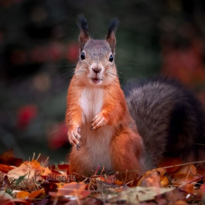 Έφηβη έσωσε τρία σκιουράκια μετά την καταστροφή της φωλιάς τους από τυφώνα