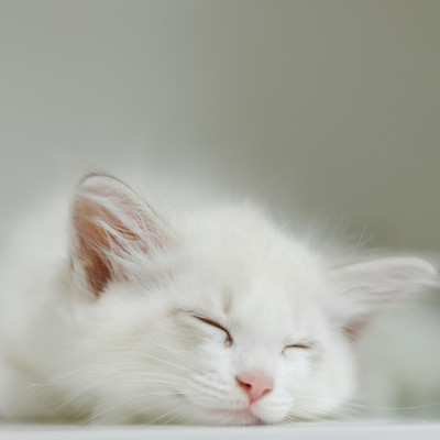 Κοιμάσαι μαζί με τη γάτα σου; Συγχαρητήρια! Κάνει καλό στην καρδιά σου