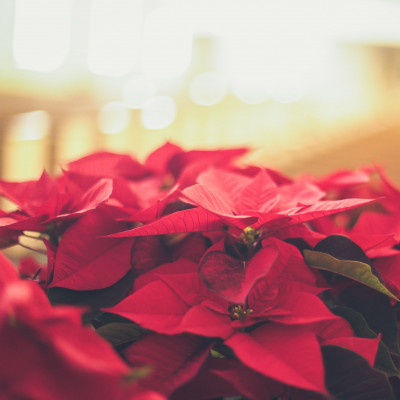 Αγαπάς τα Aλεξανδρινά; 5 tips για να κρατήσουν τα άνθη τους και μετά τα Χριστούγεννα