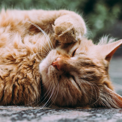 Τρόποι για να βοηθήσεις το γατάκι σου να ανακουφιστεί από τον πόνο