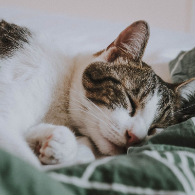 Πες μου πώς κοιμάται η γάτα σου να σου πω πώς αισθάνεται!