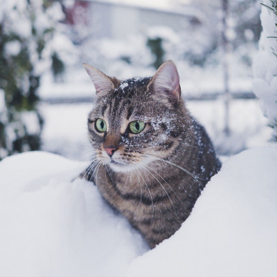 Το κρύο κάνει δυστυχισμένες τις γάτες! Πώς να κρατήσεις τη δική σου ασφαλή και ζεστή τον χειμώνα