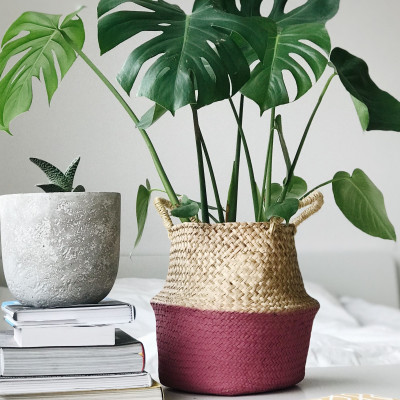 Για το feng shui γίνονται όλα- 7 φυτά φέρνουν τύχη στον χώρο σου και εσύ ακόμα να τ΄αποκτήσεις;