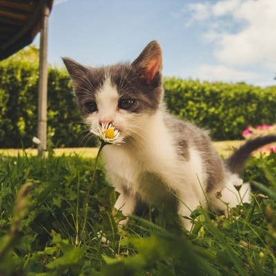 5 tips για την ανοιξιάτικη περιποίηση της γάτας σου