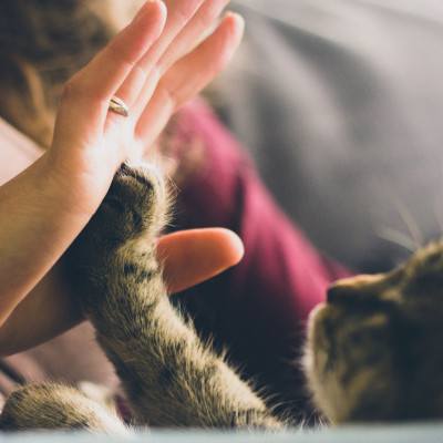 7 ιδέες που θα κάνουν τη γάτα να μη φεύγει από δίπλα σου