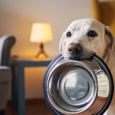 Ο μη επαρκής καθαρισμός του μπολ σκύλου εγκυμονεί κινδύνους για κατοικίδια και ιδιοκτήτες