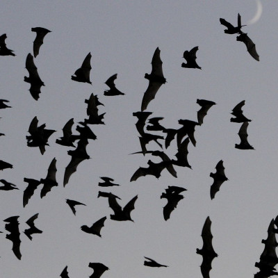 Οι νυχτερίδες θα μεταδώσουν χιλιάδες νέους ιούς μέχρι το 2070 λόγω της κλιματικής αλλαγής