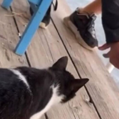 Αιδηψός: Συνελήφθη ο άνδρας που κλώτσησε γατάκι σε ταβέρνα