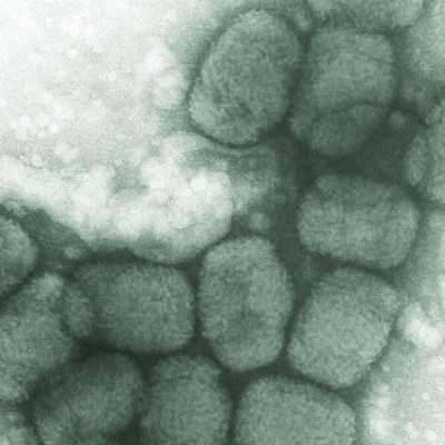 Ευλογιά των πιθήκων - Προειδοποίηση από ΠΟΥ: Η εξάπλωση ίσως επιταχυνθεί κατά το καλοκαίρι