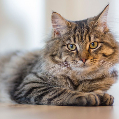 Γιατί η γάτα σου σε δαγκώνει όσο τη χαϊδεύεις