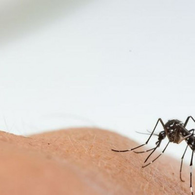 Οκτώ φυσικοί τρόποι για να μειώσετε το τσίμπημα των κουνουπιών